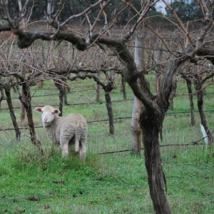 Aglianco-sheep