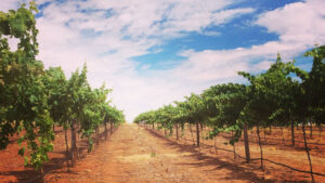 Izway - Aglianico Vineyard