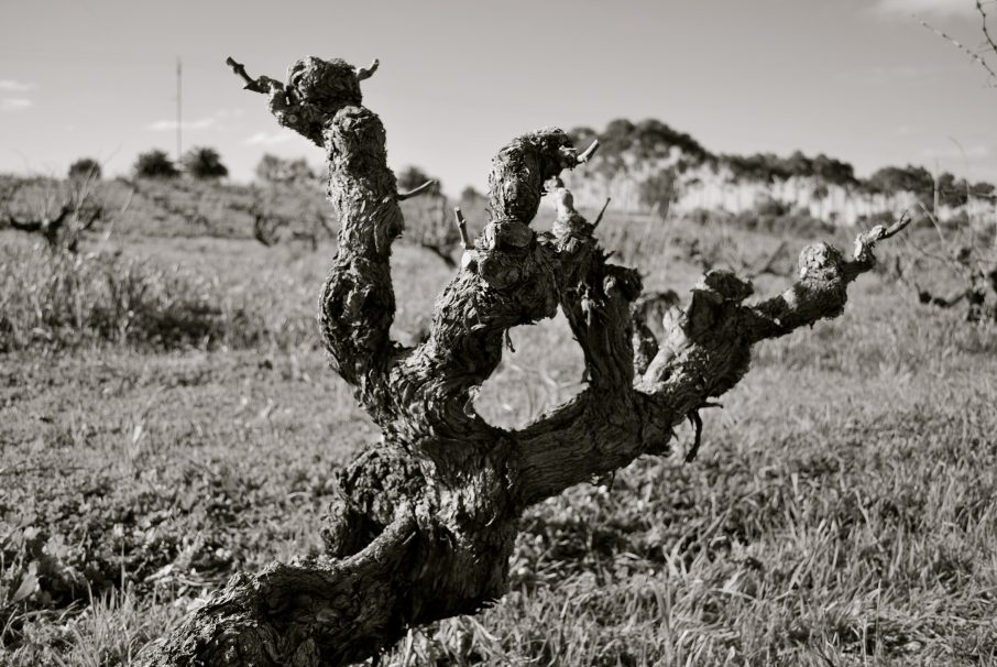 Three Brian's Grenache vine