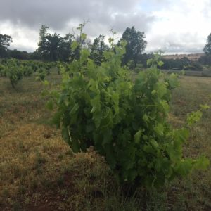 bush vine spring