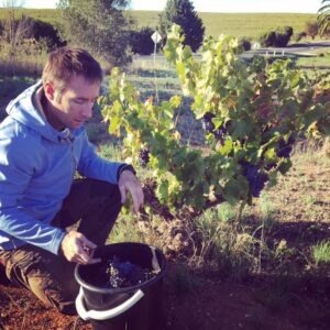 Grenache picking